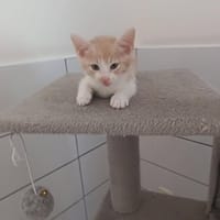 PESSO, chat à adopter