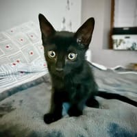 GLU, chat à adopter