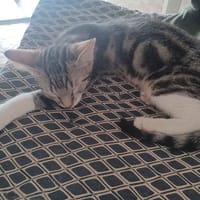 ALADIN, chat à adopter