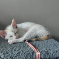 Snow, chatte à adopter