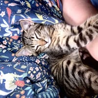 Jean Piotr, chat à adopter