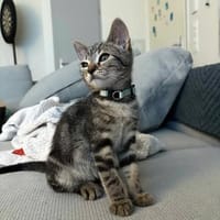 Viper, chat à adopter