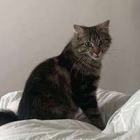 Plume, chatte à adopter