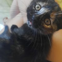 Aloé, chatte à adopter