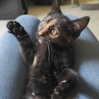 Azura, chatte à adopter