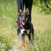 Nessi, suczka do adopcji