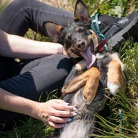 Nessi, suczka do adopcji