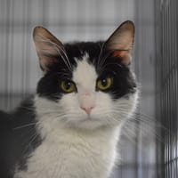 Bilecik, kot do adopcji