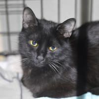 Barakuda, kotka do adopcji