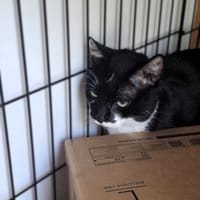 Rupert, kot do adopcji