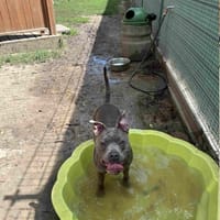 Pepa, suczka do adopcji