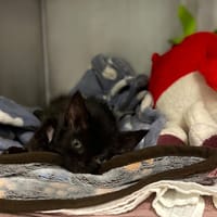 Mamba, kotka do adopcji