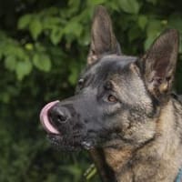 Yoshi sucht ein Zuhause, Hund zur Adoption
