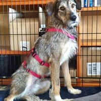 Jorgos, eine treue Seele sucht Anschluss, Hund zur Adoption
