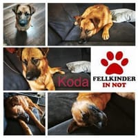 Koda verschmuster Mischling Rüde, Hund zur Adoption