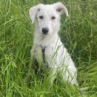 Lina möchte endlich ankommen, Hündin zur Adoption