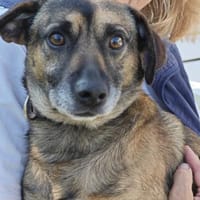 Ruhiger Jimmie sucht Frauenhaushalt, Hund zur Adoption