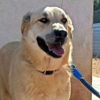 Fröhlicher, freundlicher Fermin sucht, Hund zur Adoption