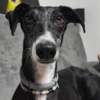 TOMILLO sucht seine Herzensmenschen!, Hund zur Adoption