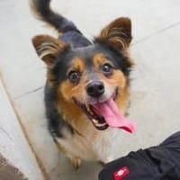 Wer schenkt Luca ein Zuhause?, Hund zur Adoption