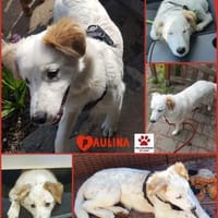 Paulina sucht neues Zuhause, Hündin zur Adoption