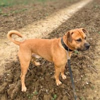 Eddie - sensibel&lernwillig, Hund zur Adoption
