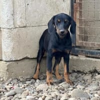 Vorsichtige Sally sucht ihre Menschen, Hündin zur Adoption