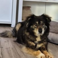 Süße HINA sucht ihr Für-Immer-Zuhause, Hündin zur Adoption