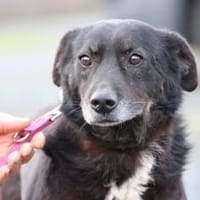 Yuna - sehr lieb u. verschmust, Hündin zur Adoption