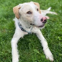 Pippo sucht sein Für-Immer-Körbchen, Hund zur Adoption