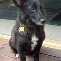Celsea sucht ihr Kuschelkörbchen, Hündin zur Adoption