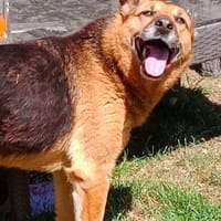 APRILUSA sucht ihr Für-Immer-Zuhause, Hündin zur Adoption