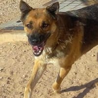 Tolle, fröhliche Cathya sucht...., Hündin zur Adoption