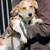 Memo - goldiger, verspielter Jungrüde, Hund zur Adoption