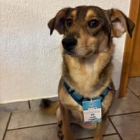 Schüchterner Zhuzhik sucht seine Familie, Hund zur Adoption