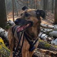 Wunderschöne Tilda, Hündin zur Adoption