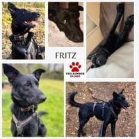 Fritz / Kari Mischling Rüde verträglich, Hund zur Adoption