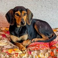 AGATA 💜💜💜 sucht aktive Menschen, Hündin zur Adoption