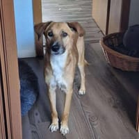Senior BINGLEY sucht ruhiges Zuhause, Hund zur Adoption