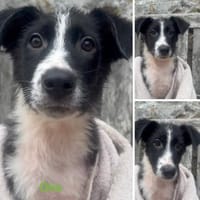 Otis wünscht sich eine Familie, Hund zur Adoption