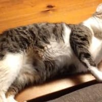 Tiberius sucht dringend ein Zuhause, Kater zur Adoption