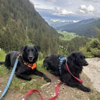 Lieber Mischling Chippi sucht Familie, Hund zur Adoption