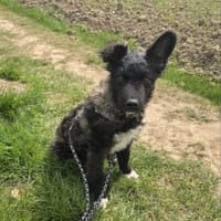 Laroche  dein neuer bester Hundekumpel, Hund zur Adoption