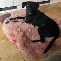 liebe ❤Cookie❤ sucht ihre Menschen, Hündin zur Adoption