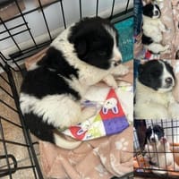 Süße Orea sucht ihr Glück, Hündin zur Adoption