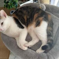 Kisa und Taiga suchen neues Zuhause, Kater zur Adoption