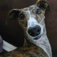 FLORA sucht ihr eigenes Sofa!, Hündin zur Adoption