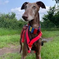 Faru sucht sein Zuhause, Hund zur Adoption