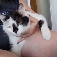 Lieber Tommy (Felv pos.) sucht Körbchen, Kater zur Adoption