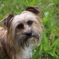 Kleine & quirlige Hündin CLAUDETTE sucht, Hündin zur Adoption